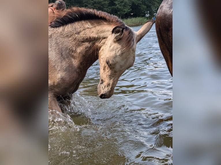 Altri pony/cavalli di piccola taglia Giumenta Puledri (05/2024) 143 cm Pelle di daino in Kubczyce