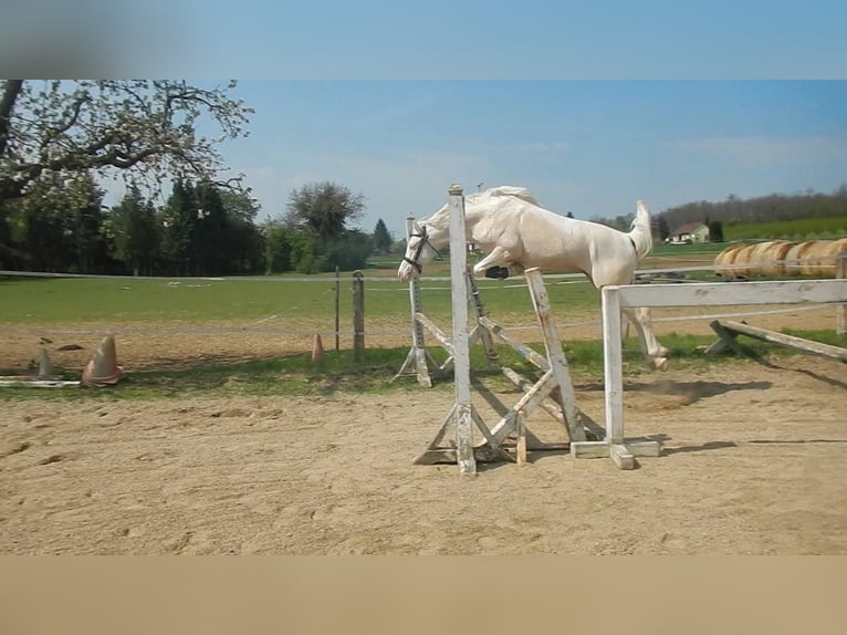 Altri pony/cavalli di piccola taglia Stallone 10 Anni 145 cm Cremello in Visz