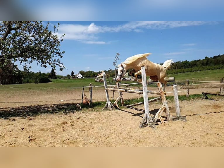 Altri pony/cavalli di piccola taglia Stallone 10 Anni 145 cm Cremello in Visz