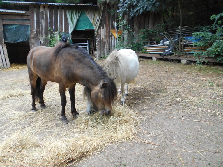 Altri pony/cavalli di piccola taglia Stallone 10 Anni 80 cm Baio in Brens