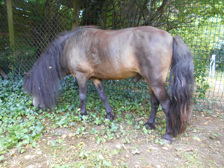 Altri pony/cavalli di piccola taglia Stallone 10 Anni 80 cm Baio in Brens