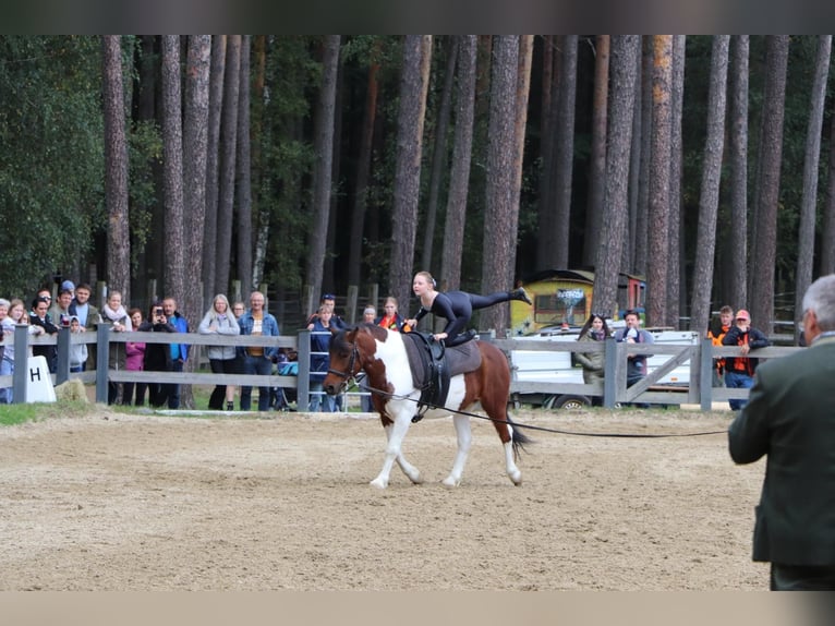 Altri pony/cavalli di piccola taglia Stallone 11 Anni 133 cm Pezzato in Rechnitz