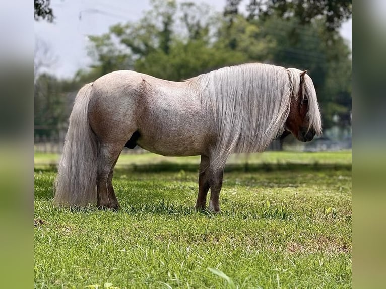 Altri pony/cavalli di piccola taglia Stallone 11 Anni 84 cm Roano rosso in Dennis, TX