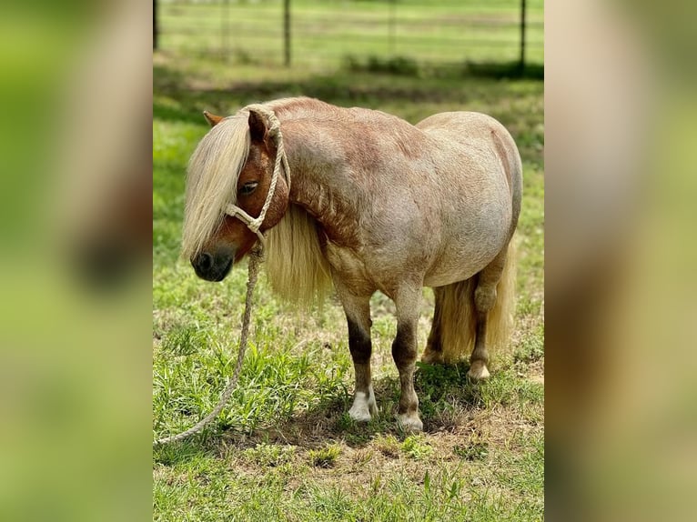 Altri pony/cavalli di piccola taglia Stallone 11 Anni 84 cm Roano rosso in Dennis, TX