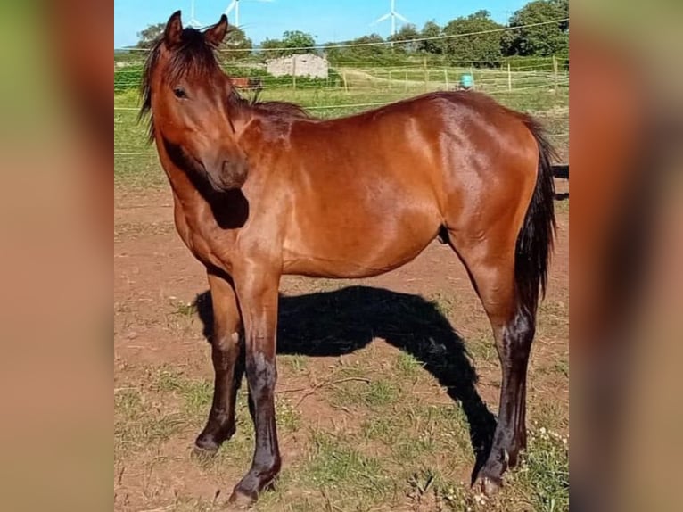 Altri pony/cavalli di piccola taglia Stallone 1 Anno 145 cm Baio in Bonorva