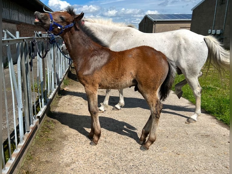 Altri pony/cavalli di piccola taglia Stallone 1 Anno 145 cm Grigio pezzato in Salzwedel