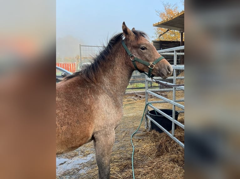 Altri pony/cavalli di piccola taglia Stallone 1 Anno 145 cm Grigio pezzato in Salzwedel