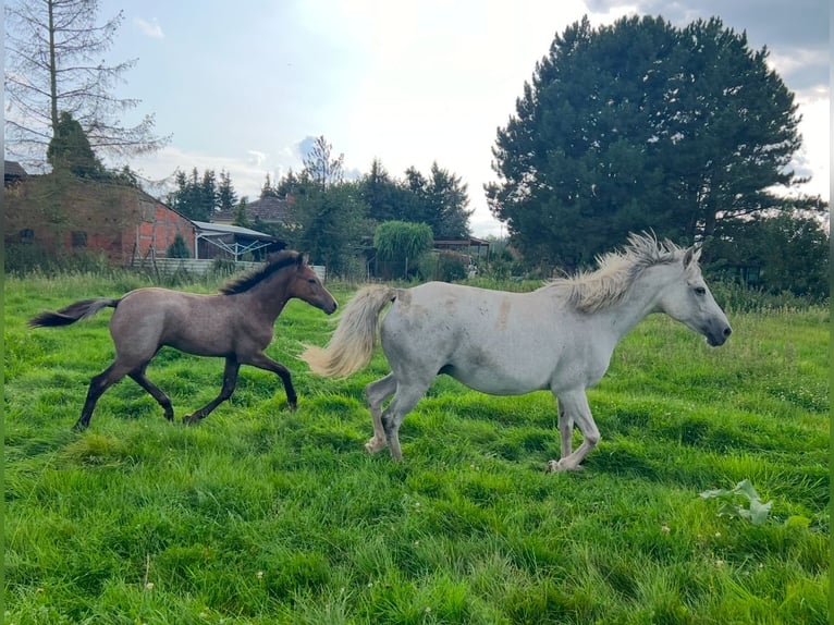 Altri pony/cavalli di piccola taglia Stallone 1 Anno 145 cm Grigio pezzato in Salzwedel