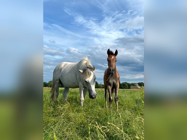 Altri pony/cavalli di piccola taglia Stallone 1 Anno 145 cm Grigio pezzato in Salzwedel