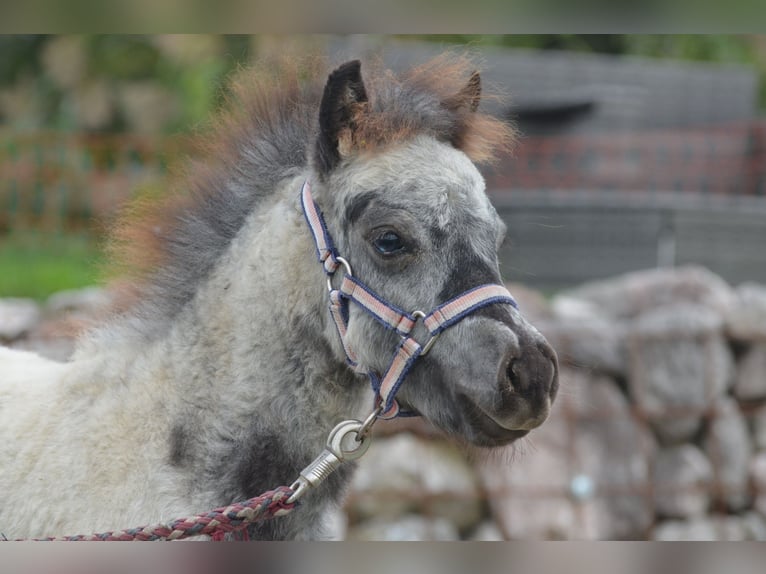 Altri pony/cavalli di piccola taglia Stallone 1 Anno 85 cm Leopard in Aitrang