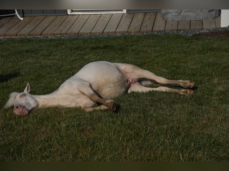 Altri pony/cavalli di piccola taglia Stallone 1 Anno 86 cm Cremello in Fresno