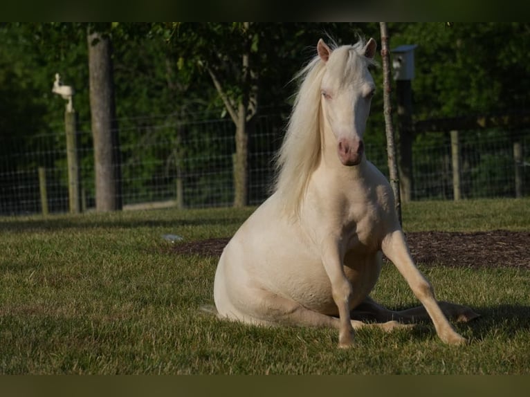 Altri pony/cavalli di piccola taglia Stallone 1 Anno 86 cm Cremello in Fresno