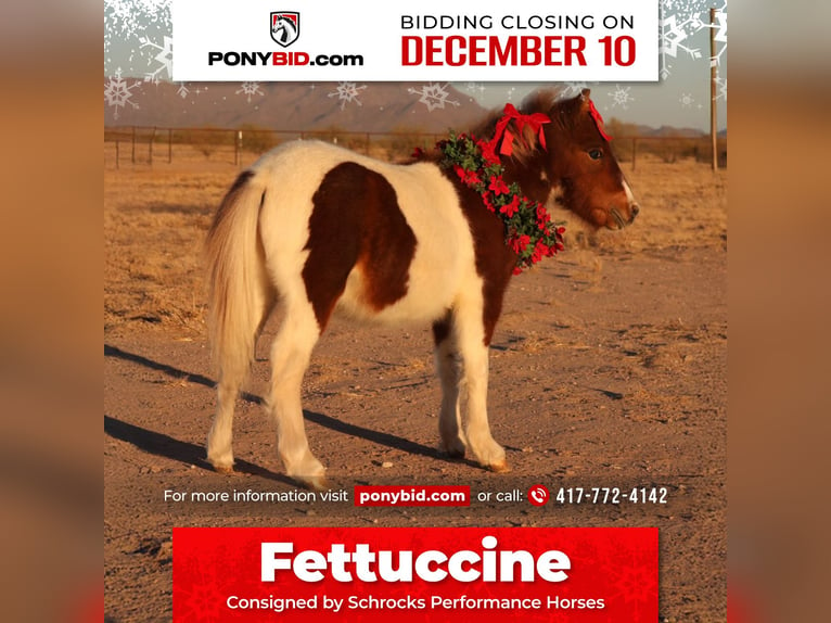 Altri pony/cavalli di piccola taglia Stallone 1 Anno 91 cm in Buckeye, AZ