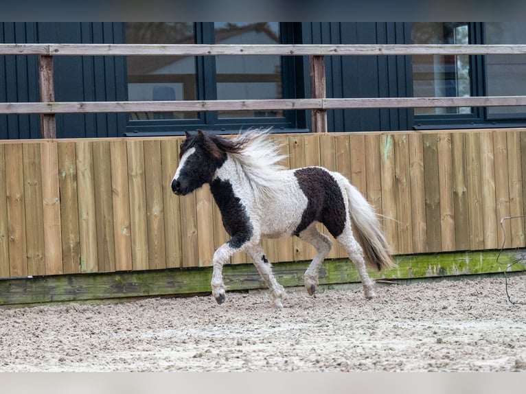 Altri pony/cavalli di piccola taglia Stallone 2 Anni 108 cm Pezzato in GROTE-BROGEL