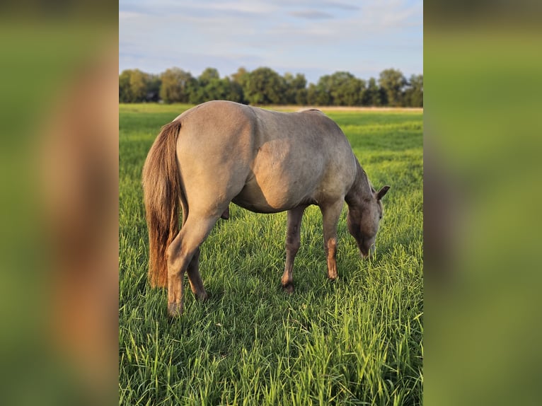 Altri pony/cavalli di piccola taglia Stallone 2 Anni 120 cm Champagne in Adelheidsdorf