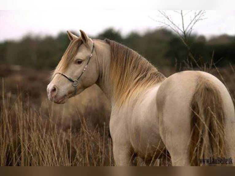 Altri pony/cavalli di piccola taglia Stallone 2 Anni 120 cm Champagne in Adelheidsdorf