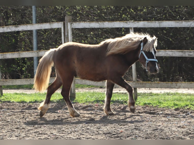 Altri pony/cavalli di piccola taglia Stallone 2 Anni 120 cm Sauro scuro in Strzelin