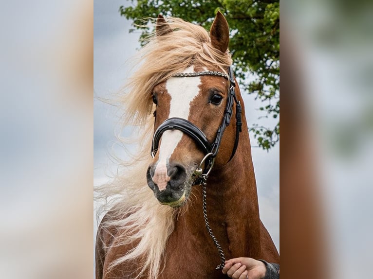 Altri pony/cavalli di piccola taglia Stallone 2 Anni 148 cm Sauro ciliegia in Amstetten