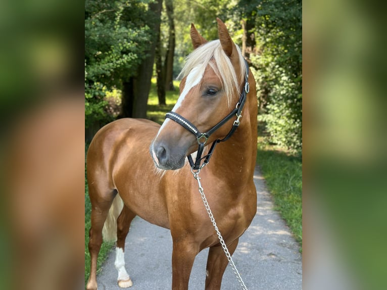 Altri pony/cavalli di piccola taglia Stallone 2 Anni 148 cm Sauro ciliegia in Amstetten