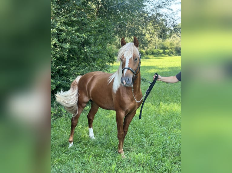 Altri pony/cavalli di piccola taglia Stallone 2 Anni 148 cm Sauro ciliegia in Amstetten