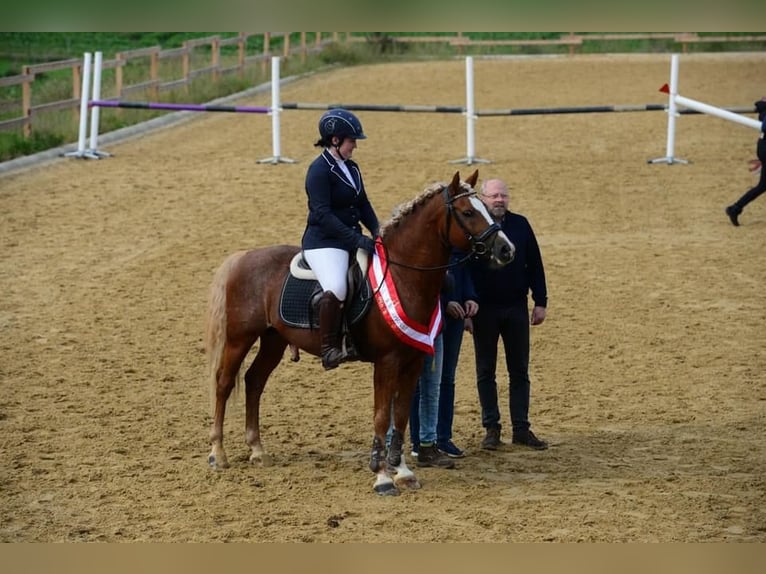 Altri pony/cavalli di piccola taglia Stallone 2 Anni 148 cm Sauro ciliegia in Amstetten