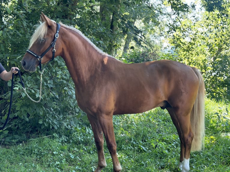 Altri pony/cavalli di piccola taglia Stallone 2 Anni 148 cm Sauro ciliegia in Amstetten