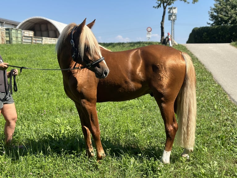 Altri pony/cavalli di piccola taglia Stallone 2 Anni 148 cm Sauro ciliegia in Amstetten