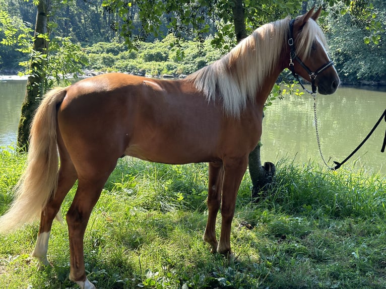 Altri pony/cavalli di piccola taglia Stallone 2 Anni 148 cm Sauro ciliegia in Amstetten