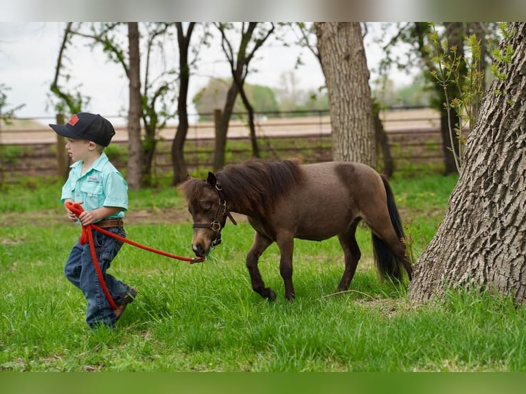 Altri pony/cavalli di piccola taglia Stallone 2 Anni 61 cm Grullo in Valley Springs, SD