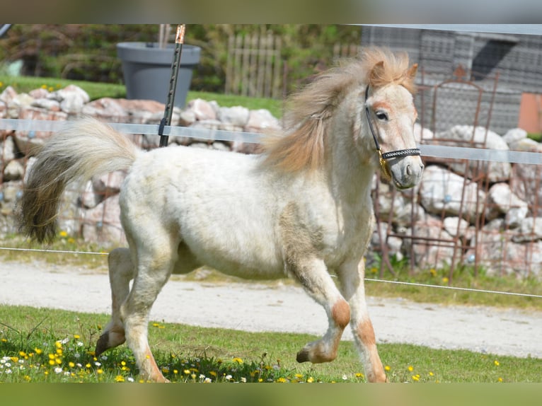 Altri pony/cavalli di piccola taglia Stallone 2 Anni 95 cm Roano rosso in Aitrang