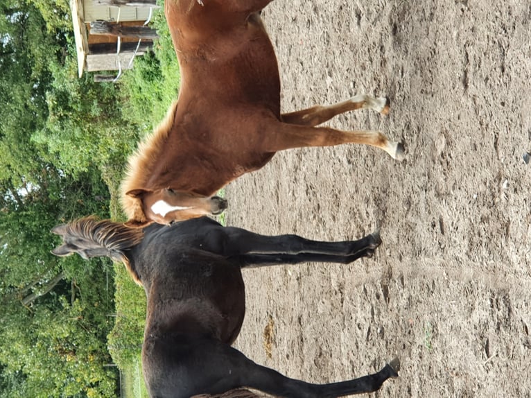 Altri pony/cavalli di piccola taglia Stallone 3 Anni 140 cm Sauro in Wünsdorf