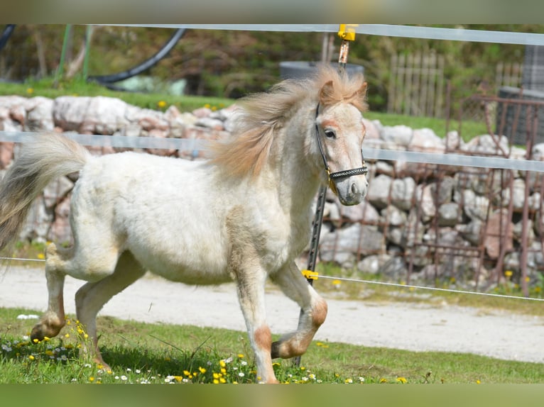 Altri pony/cavalli di piccola taglia Stallone 3 Anni 95 cm Roano rosso in Aitrang