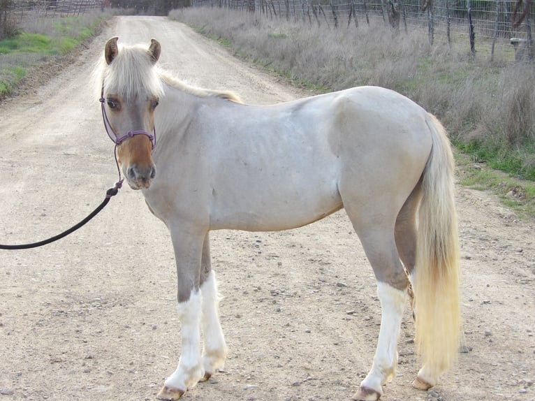 Altri pony/cavalli di piccola taglia Stallone Puledri
 (01/2024) 114 cm Falbo in Antlers, OK