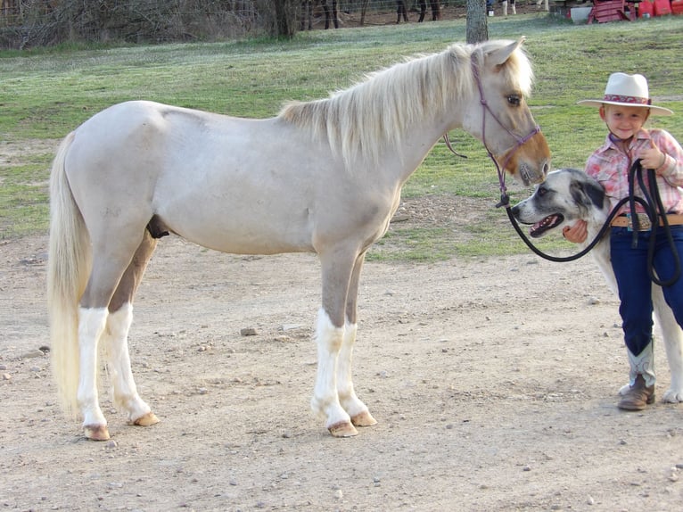 Altri pony/cavalli di piccola taglia Stallone Puledri
 (01/2024) 114 cm Falbo in Antlers, OK