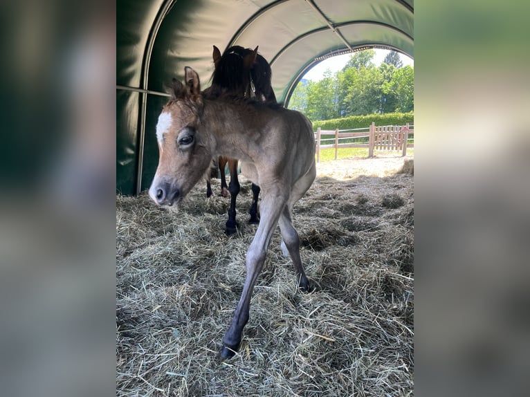 Altri pony/cavalli di piccola taglia Stallone Puledri (05/2024) 125 cm Grigio in Nussdorf am Attersee