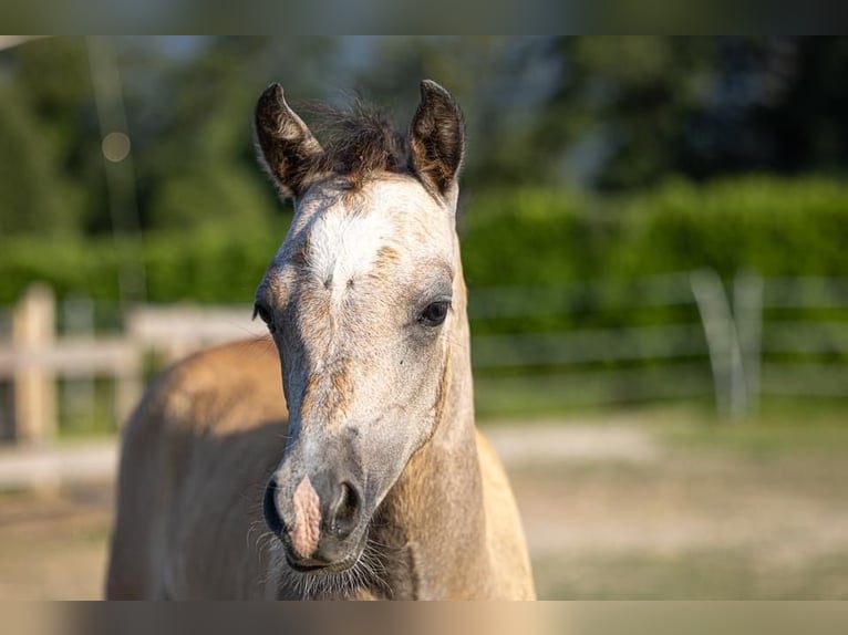 Altri pony/cavalli di piccola taglia Stallone Puledri (05/2024) 125 cm Grigio in Nussdorf am Attersee