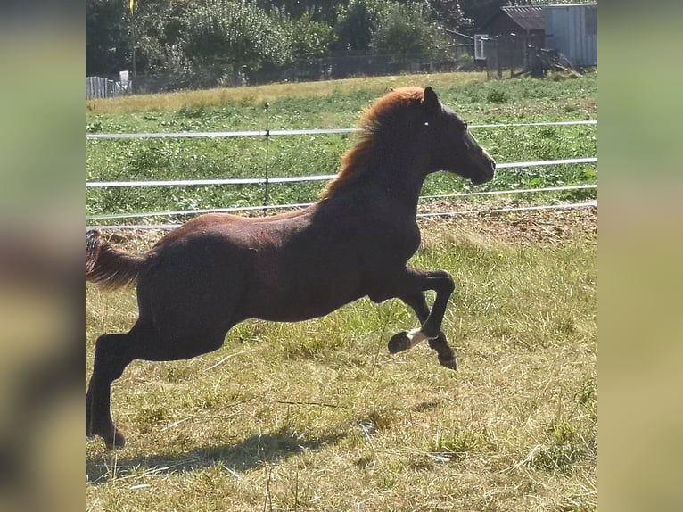 Altri pony/cavalli di piccola taglia Stallone Puledri (04/2024) 150 cm Sauro scuro in Pohlheim