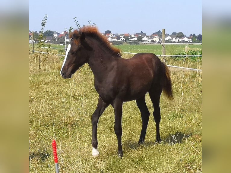 Altri pony/cavalli di piccola taglia Stallone Puledri (04/2024) 150 cm Sauro scuro in Pohlheim