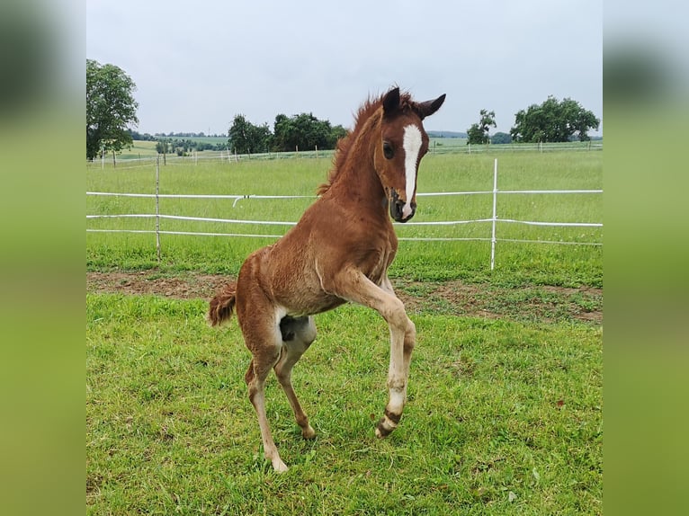 Altri pony/cavalli di piccola taglia Stallone Puledri (04/2024) 150 cm Sauro scuro in Pohlheim