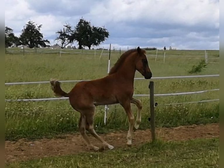 Altri pony/cavalli di piccola taglia Stallone Puledri (04/2024) 150 cm Sauro scuro in Pohlheim