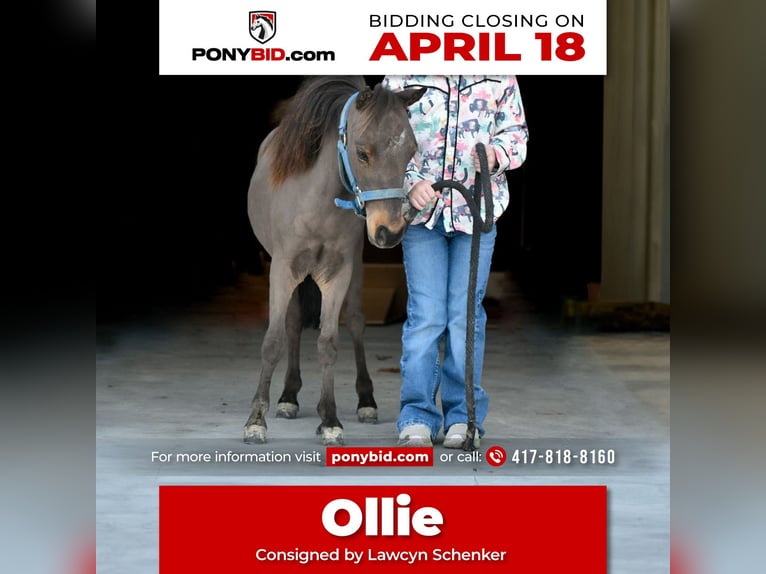 Altri pony/cavalli di piccola taglia Stallone Puledri
 (01/2024) 74 cm in Half Way, MO