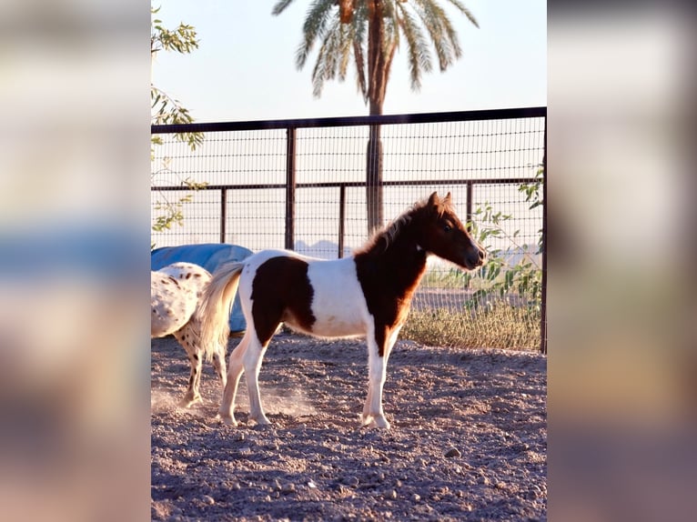 Altri pony/cavalli di piccola taglia Stallone  91 cm Pezzato in Buckeye, AZ