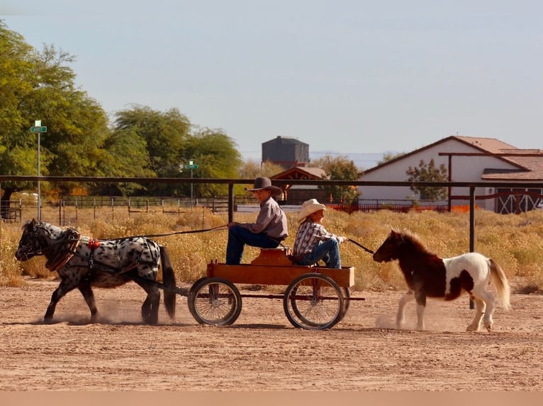 Altri pony/cavalli di piccola taglia Stallone  91 cm Pezzato in Buckeye, AZ