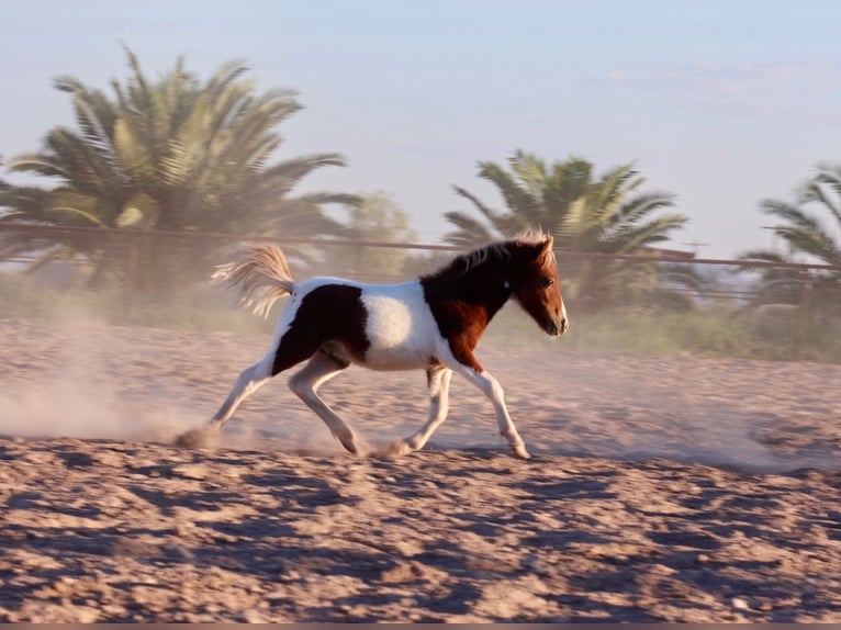 Altri pony/cavalli di piccola taglia Stallone  91 cm Pezzato in Buckeye, AZ