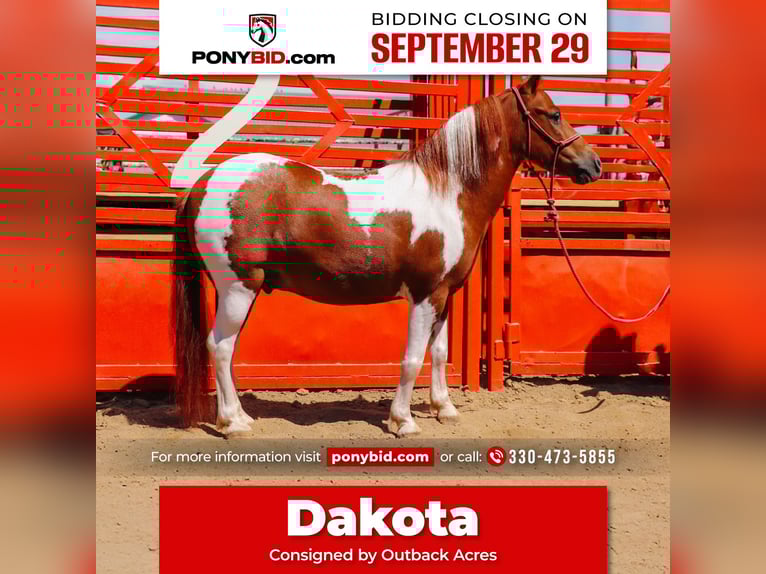 Altri pony/cavalli di piccola taglia Castrone 10 Anni 102 cm Pezzato in Dundee