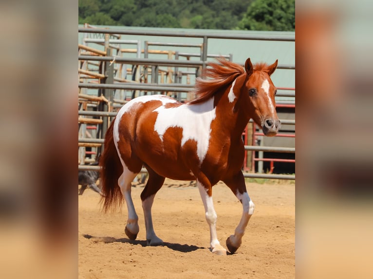 Altri pony/cavalli di piccola taglia Castrone 10 Anni 102 cm Pezzato in Dundee