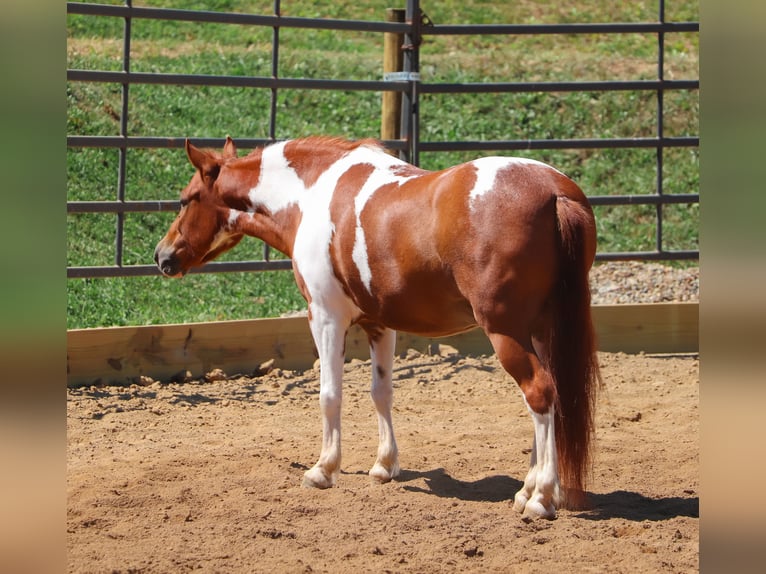 Altri pony/cavalli di piccola taglia Castrone 10 Anni 102 cm Pezzato in Dundee