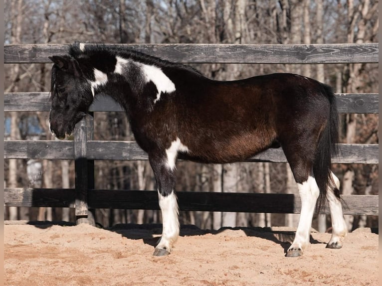 Altri pony/cavalli di piccola taglia Castrone 10 Anni 112 cm Pezzato in Clover