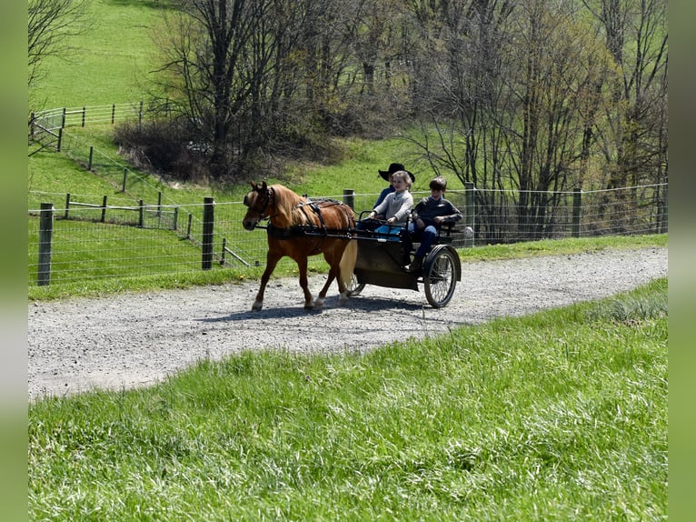 Altri pony/cavalli di piccola taglia Castrone 10 Anni 112 cm Sauro scuro in Fresno