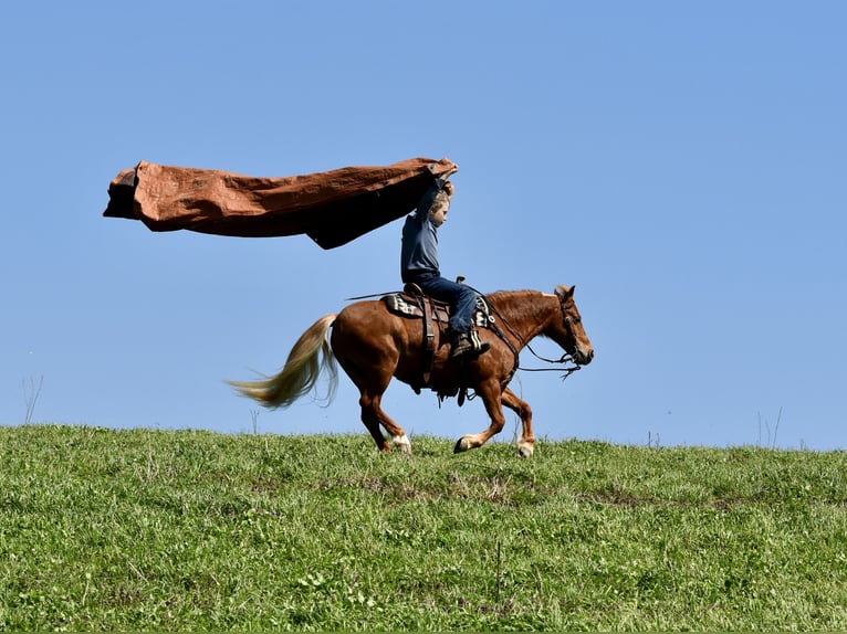 Altri pony/cavalli di piccola taglia Castrone 10 Anni 112 cm Sauro scuro in Fresno